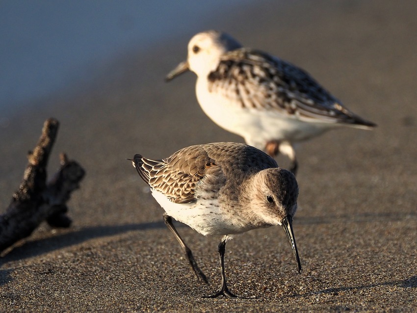 Piovanello pancianera (Calidris alpina)